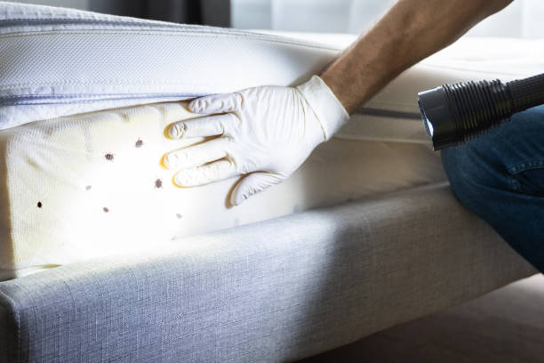 Best Flea Control Services  in Hobbs, NM