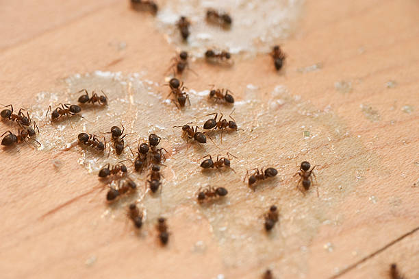 Pest Control Cost in Hobbs, NM