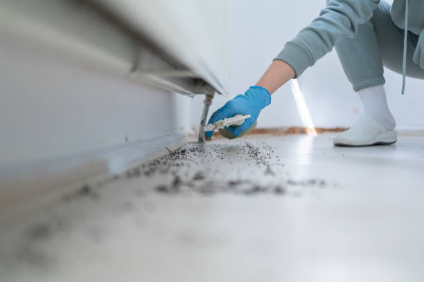 Best Termite Control Services  in Hobbs, NM